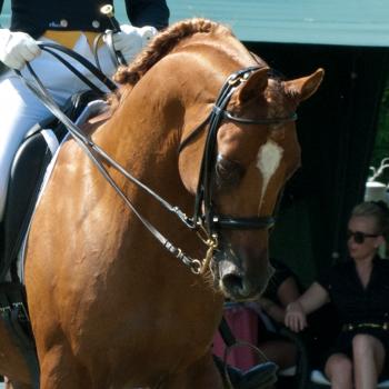 Horse viagra