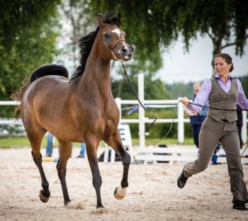 Zsa Zsa Dolores 92,17p silver Champion & Klassvinnare! Suveränt visad av professionella Johanna Ullström.