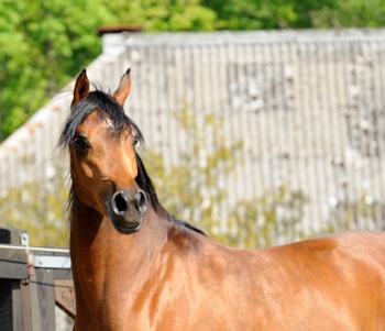 Torasemide generische bestellen