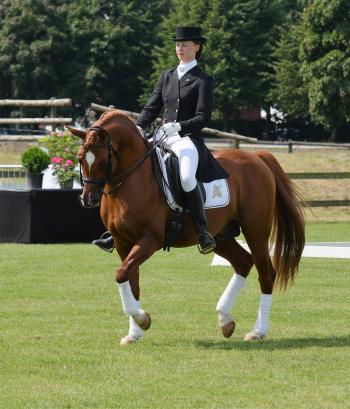 ELYSION; Nordic & Swedish Silver Medallist in Dressage
