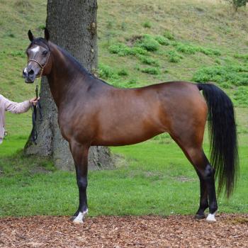 ZSA ZSA DOLORES; In foal &amp; Classwinner