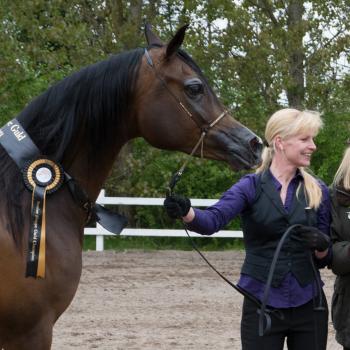 ZSA ZSA DOLORES Gold Champion & Most Classic Head, DK Open