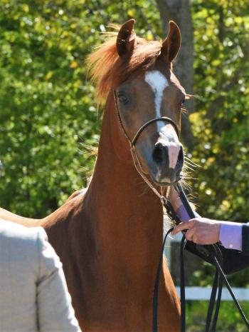 ABRAHAM UMM; Gold Champion Junior Stallion