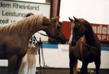 Shanelle (Proceder-Shantie) Best In Show 1995 & 2nd in All Nations Cup,Aachen