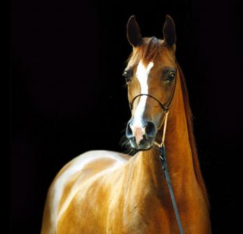 Zalotna (Monogramm-Zaleta) Ungstochampion Scandinavian All Open