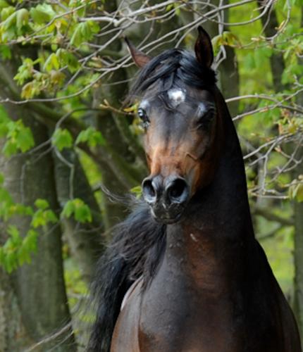 Wo kann man eriacta kaufen
